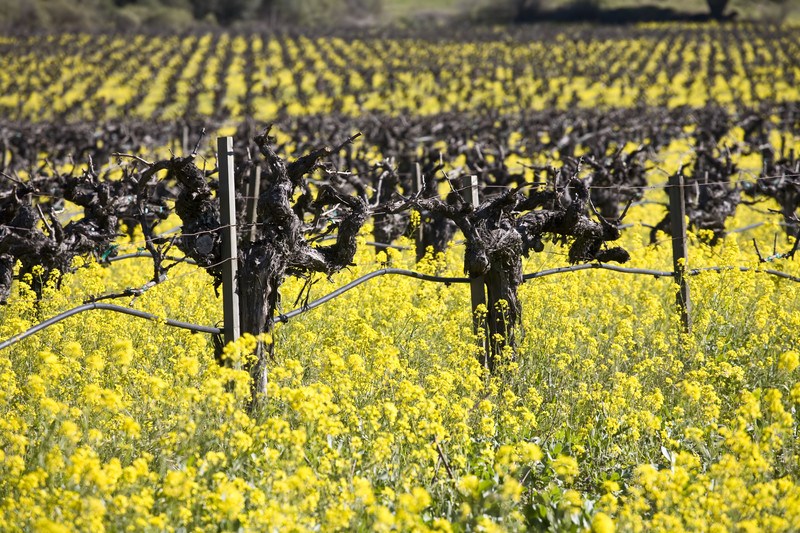 old zinfandel grape vines with mustard flowers