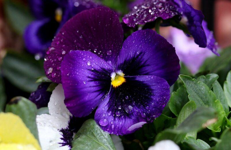 purple pansy