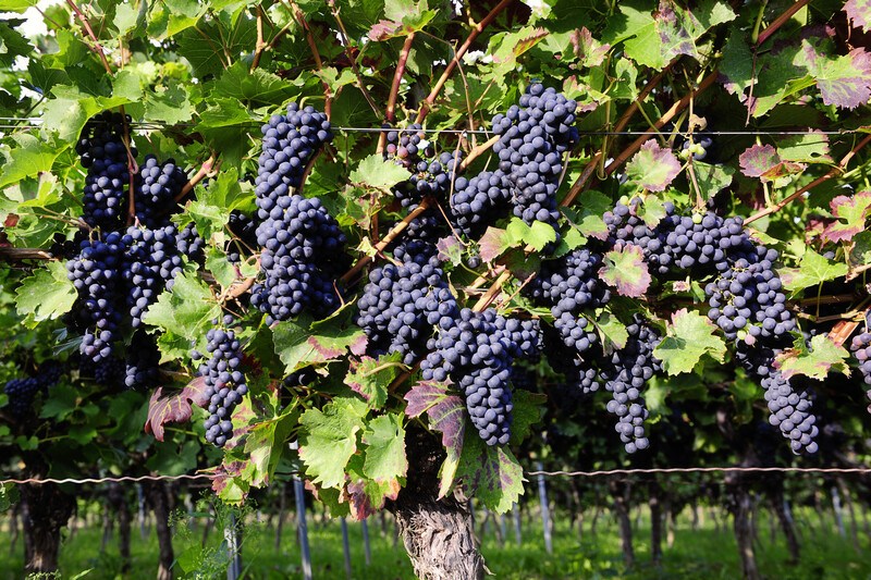 multiple bunches of purple pinot noir grapes on the vine