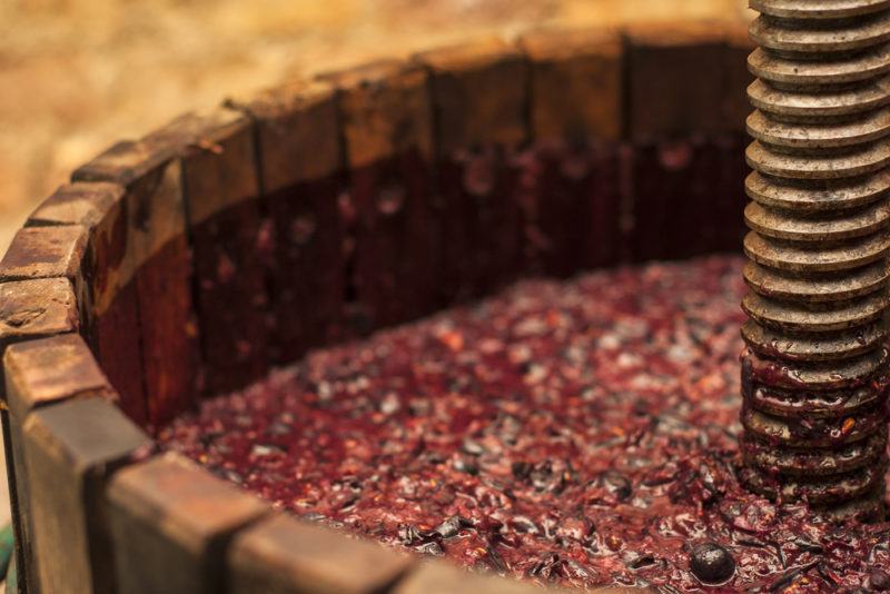 red wine grapes macerated and stewing in juice in barrel