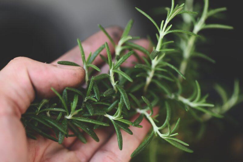 a closeup image of a hand holding a sprig of fresh rosemary