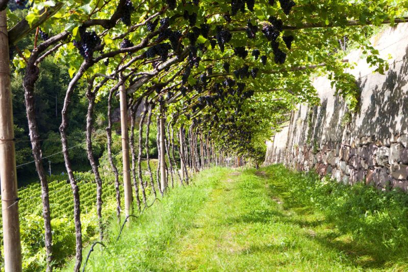 schiava grapes in pergola