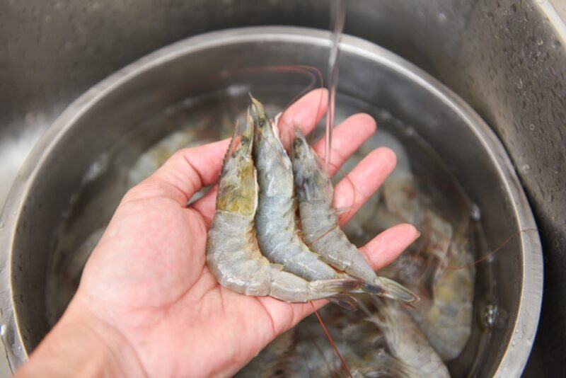 a hand holding three fresh shrimps over a metal basin also with fresh shellfish particularly shrimps, resting on the sink with tap water running