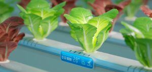 growing vegetables with hydroponic smart technolog