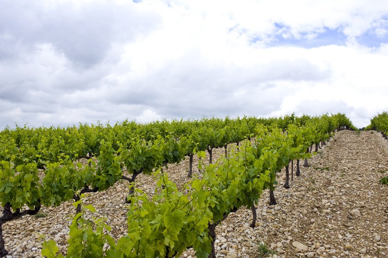 syrah grape fines in France with rocky soil