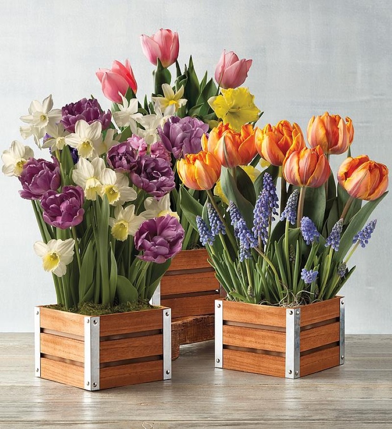 three wood boxes of with a variety of potted bulb style flowers all in full bloom with pastel colored flowers