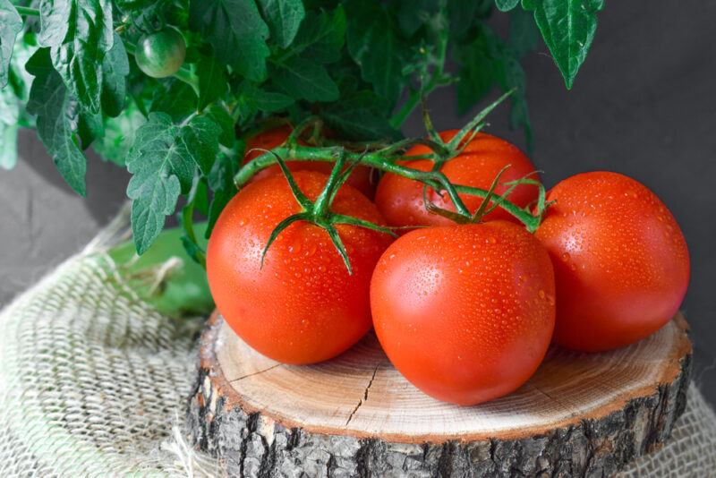 on a burlap is a wooden board with four fresh tomatoes, behind it is a tomato plant with one small unripe tomato