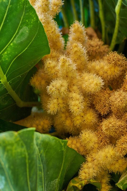 golden chestnut in large leaves