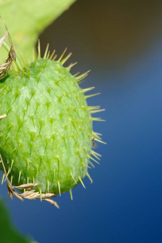 exotic green cucumber vegetable on vine