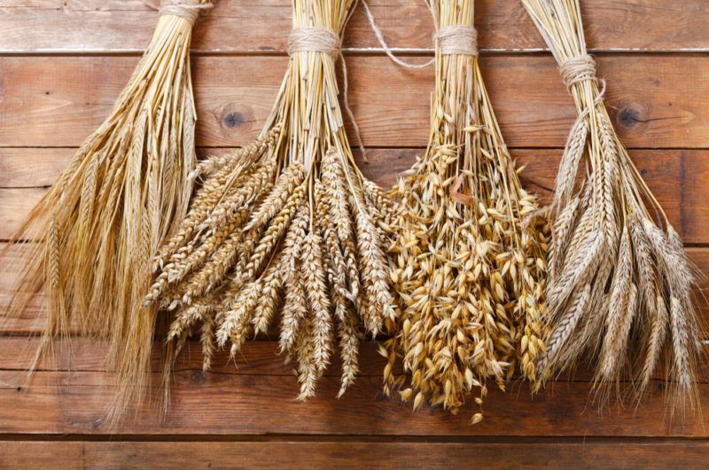 wheat, rye, barley, and oats stalks of grain used for making bourbon and rye whiskey