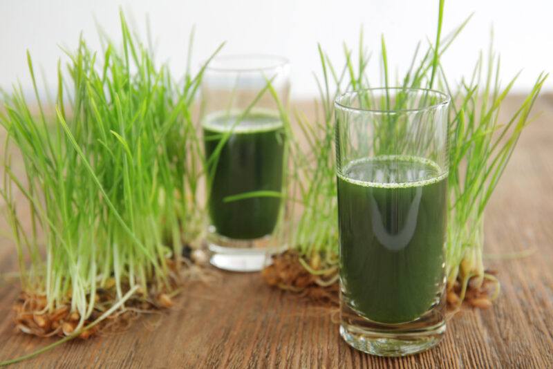 on a wooden surface is a couple of glasses of wheatgrass juice, around are fresh wheatgrass with roots still attached