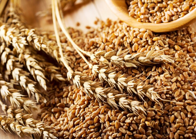 Several grains of whole wheat like on a wooden table with the harvested grass heads.